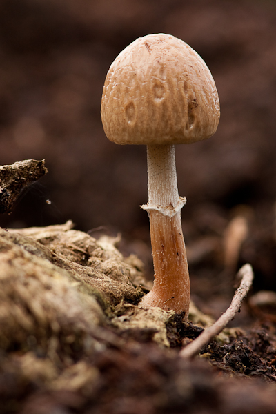 Panaeolus semiovatus - Geringde Vlekplaat - Egghead Mottlegill