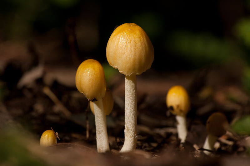 Bolbitius vitellinus - Dooiergele Mestzwam - Yellow Cow-pat Toadstool