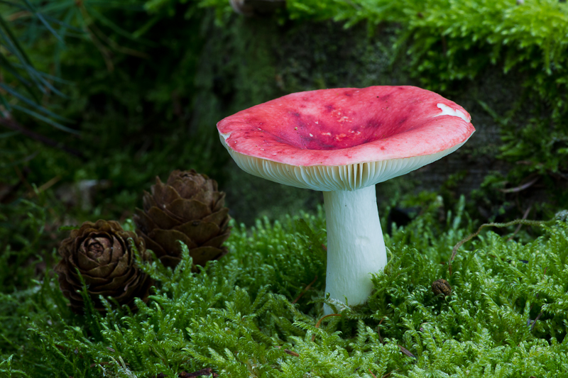 Russula emetica - Naaldbosbraakrussula - Sickener