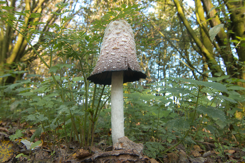 Coprinus comatus - Geschubde Inktzwam - Shaggy Inkcap