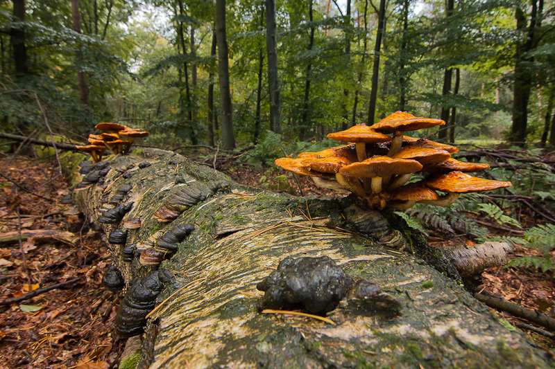 Pholiota adiposa - Goudvliesbundelzwam - Golden Scalycap