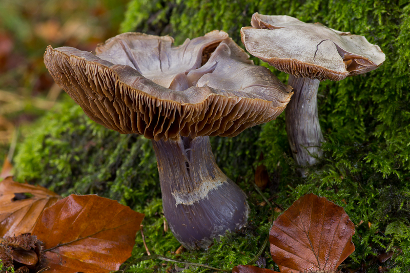 Cortinarius alboviolaceus - Lila Gordijnzwam - Pearly Webcap