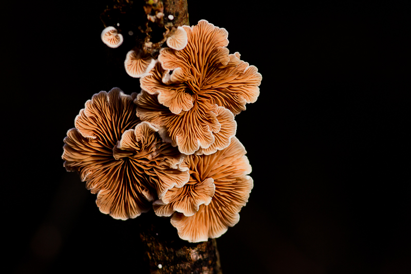 Crepidotus variabilis - Wit Oorzwammetje - Variable Oysterling