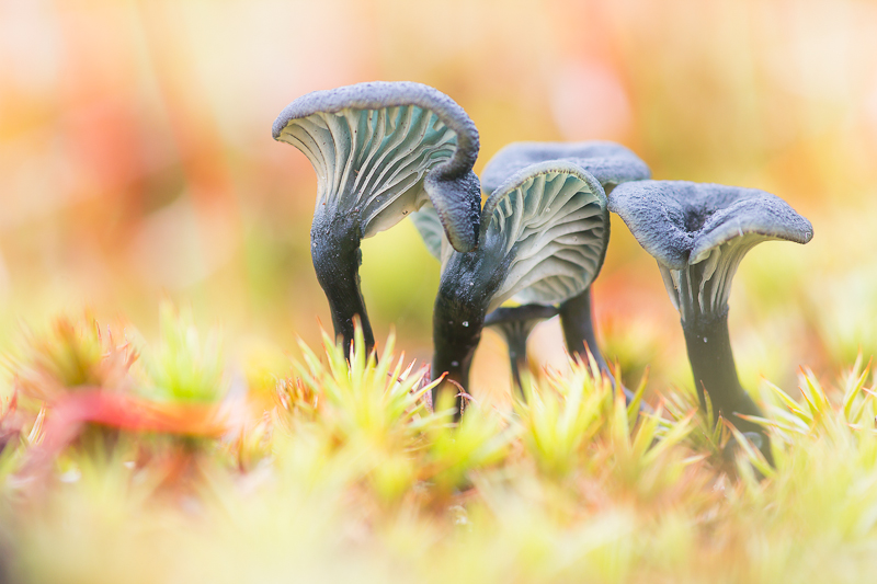 Omphalina chorocyanea - Blauwgroen Trechtertje - Verdigris Navel