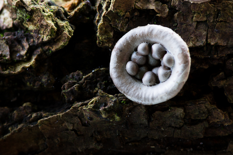 Cyathus olla - Bleek Nestzwammetje - Field Birds Nest Fungus
