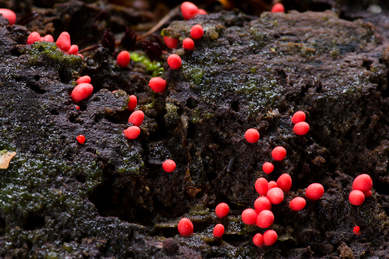 Lycogala conicum - Dwergboomwrat