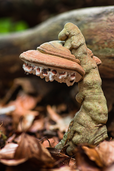 Ganoderma lipsiense - Platte Tonderzwam - Artists Fungus