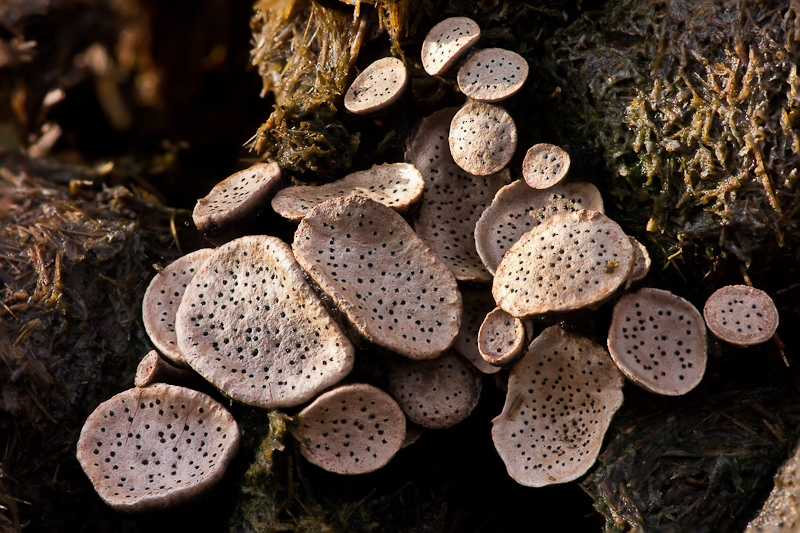 Poronia punctata - Dung Button - Grote Speldenprikzwam