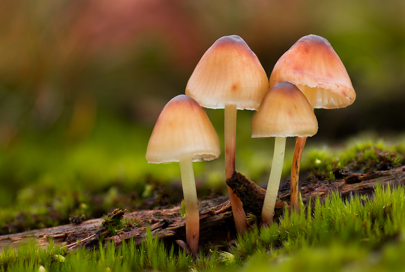 Mycena epipterygia - Graskleefsteelmycena - Yellowleg Bonnet