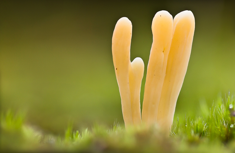 Clavaria argillacea - Heideknotszwam - Moor Club