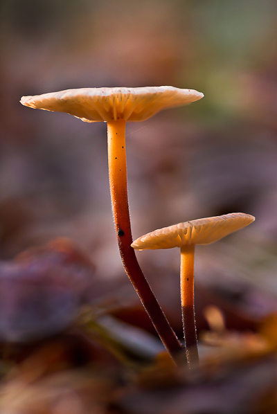 Marasmius alliaceus - Grote Knoflooktaailing - Garlic Parachute