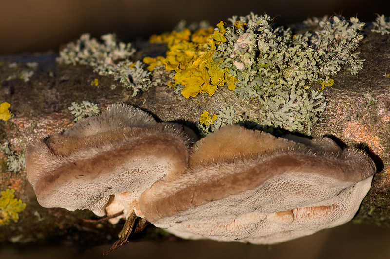 Trametes hirsuta - Ruig Elfenbankje - Hairy Bracket