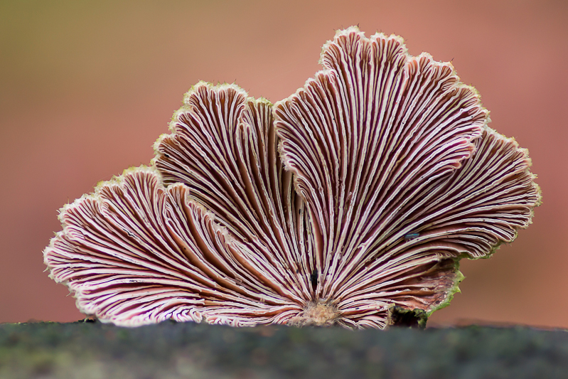 Schizophyllum commune - Waaiertje - Splitgill