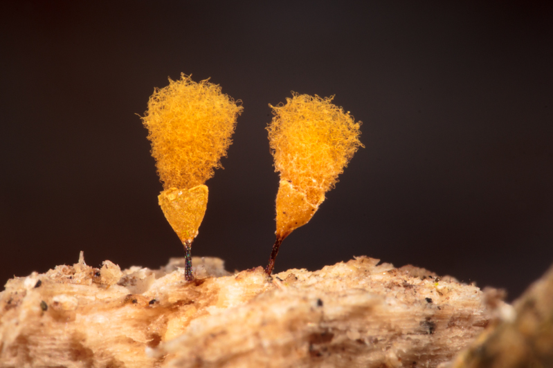 Hemitrichia calyculata - Groot Langdraadwatje