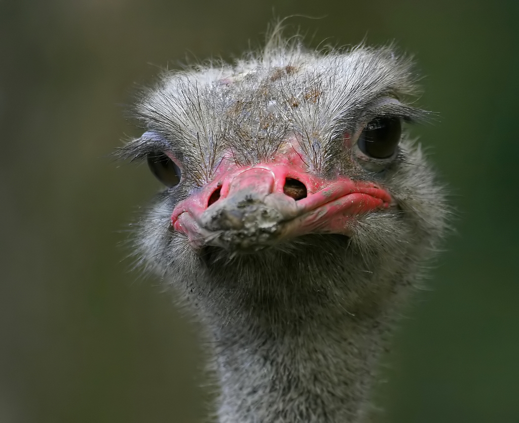 Struisvogel - Struthio camelus - Ostrich