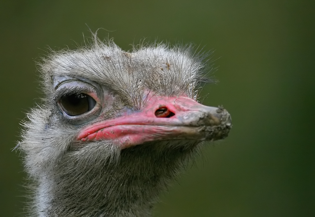 Struisvogel - Struthio camelus - Ostrich