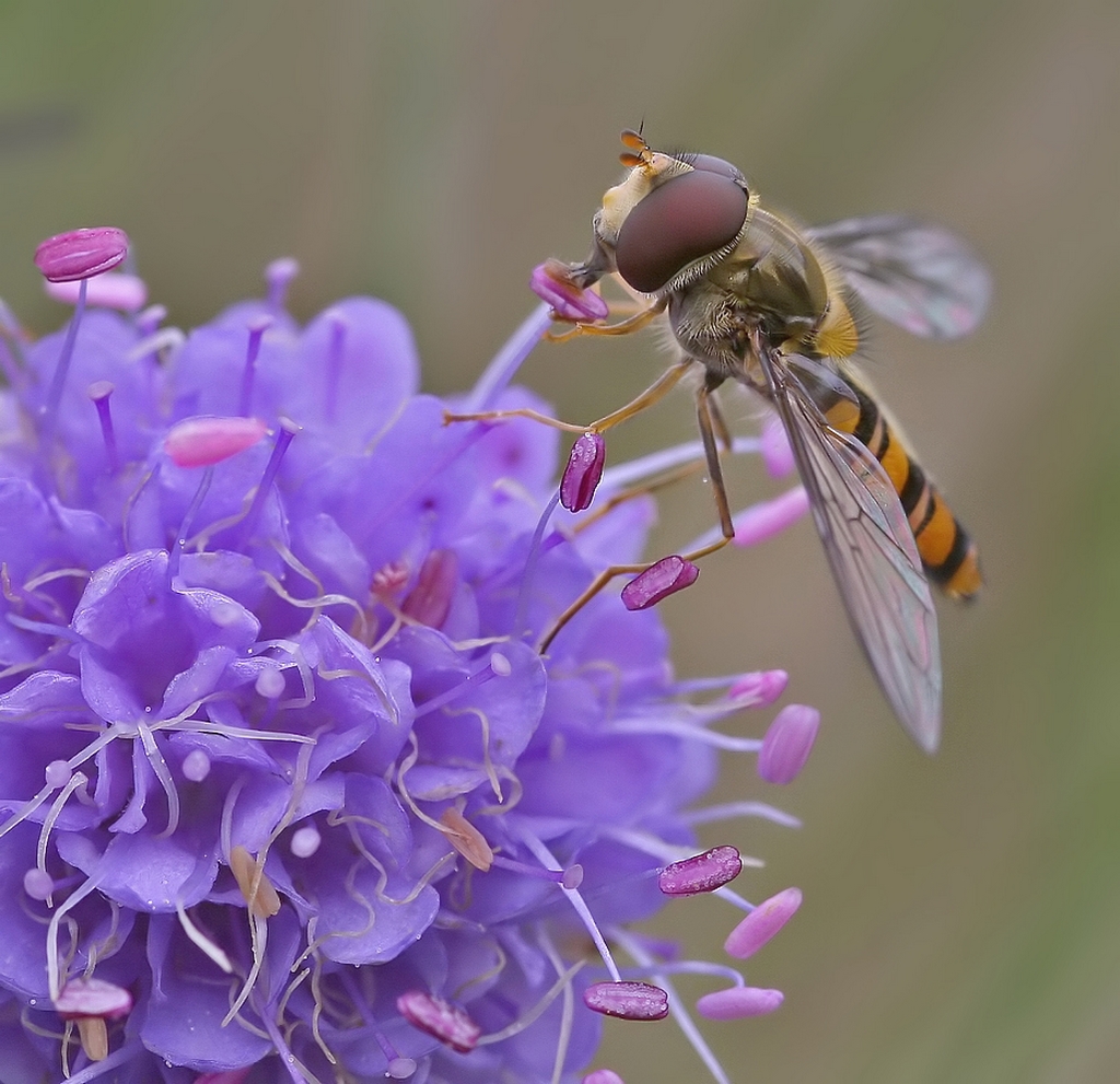 Pyama Zweefvlieg - Episyrphus Balteatus - Marmelade Fly