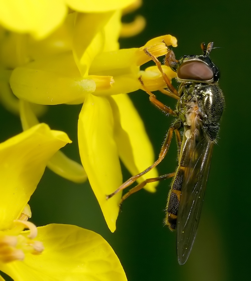 Pyama Zweefvlieg - Episyrphus Balteatus - Marmelade Fly