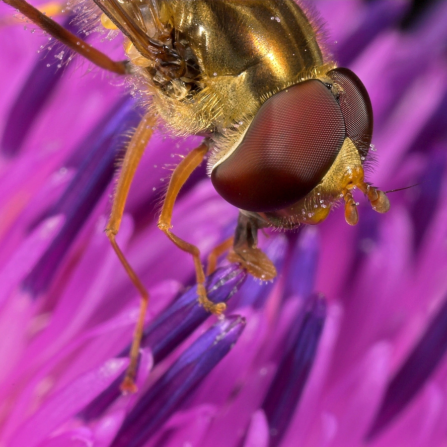 Pyama Zweefvlieg - Episyrphus Balteatus - Marmelade Fly