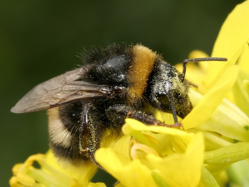 Hommel - Bombus terrestris - Buff-tailed Bumblebee