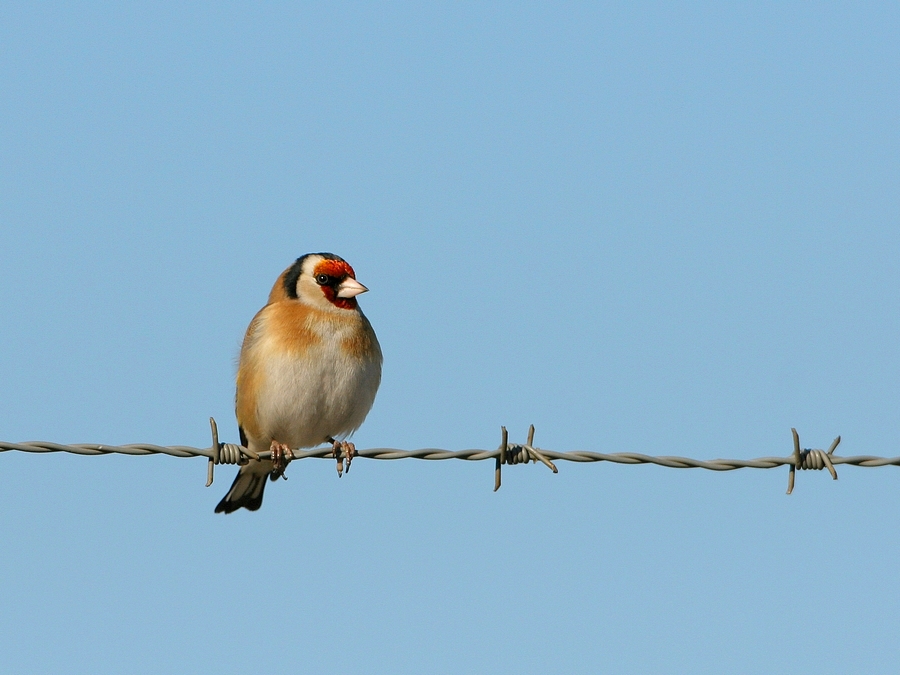 Putter - Carduelis carduelis - Goldfinch