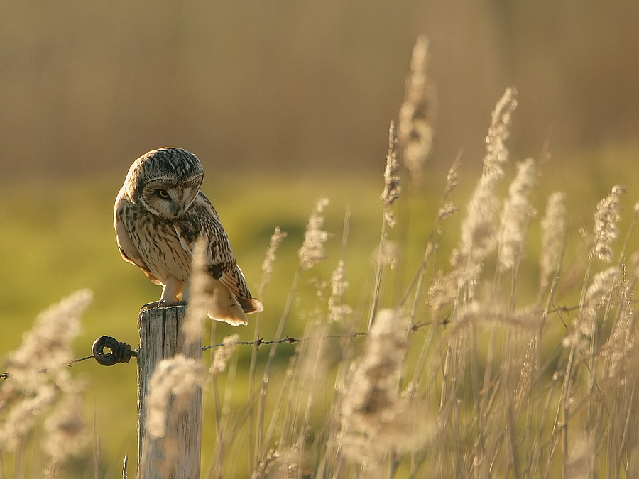 Velduil - Asio flammeus - Short-eared Owl