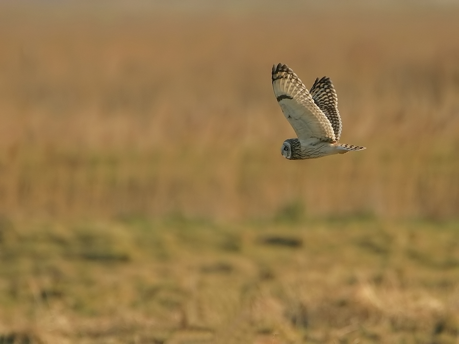 Velduil - Asio flammeus - Short-eared Owl