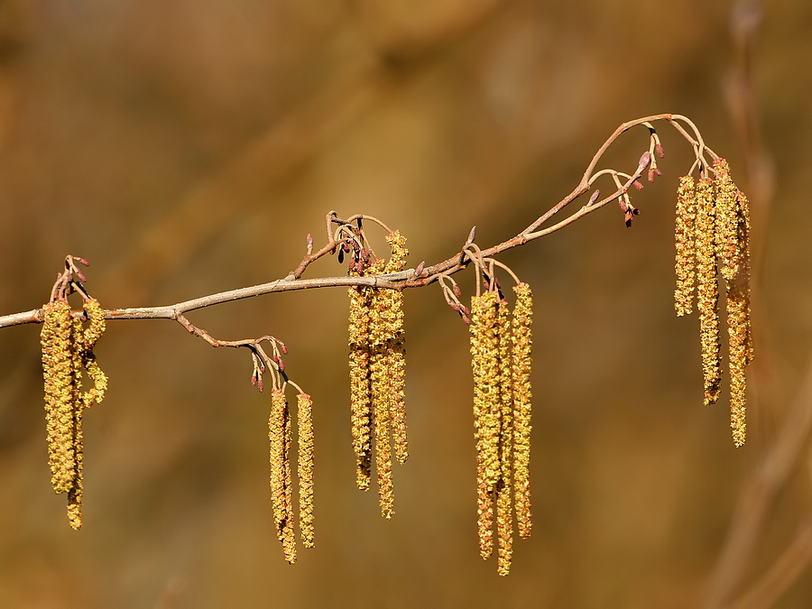 Hazelaar(katjes-mannelijke bloei) - Corylus avellana - Hazel
