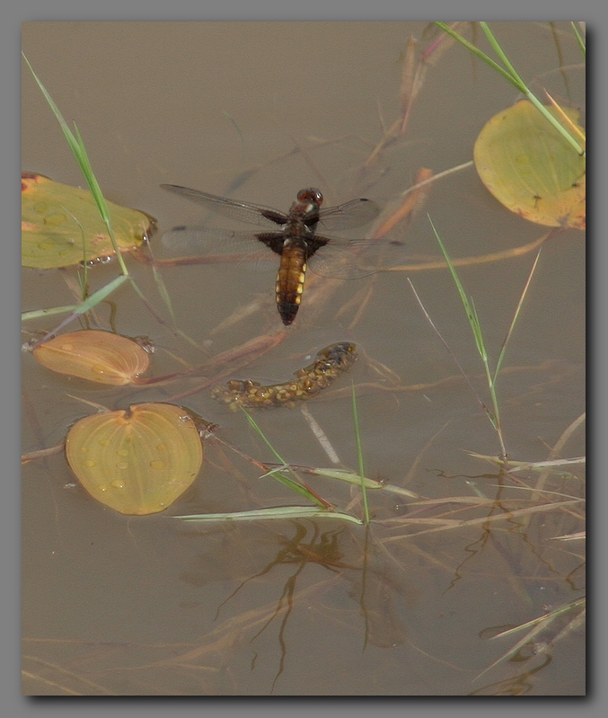  Broad bodied chaser female  ovipositing 