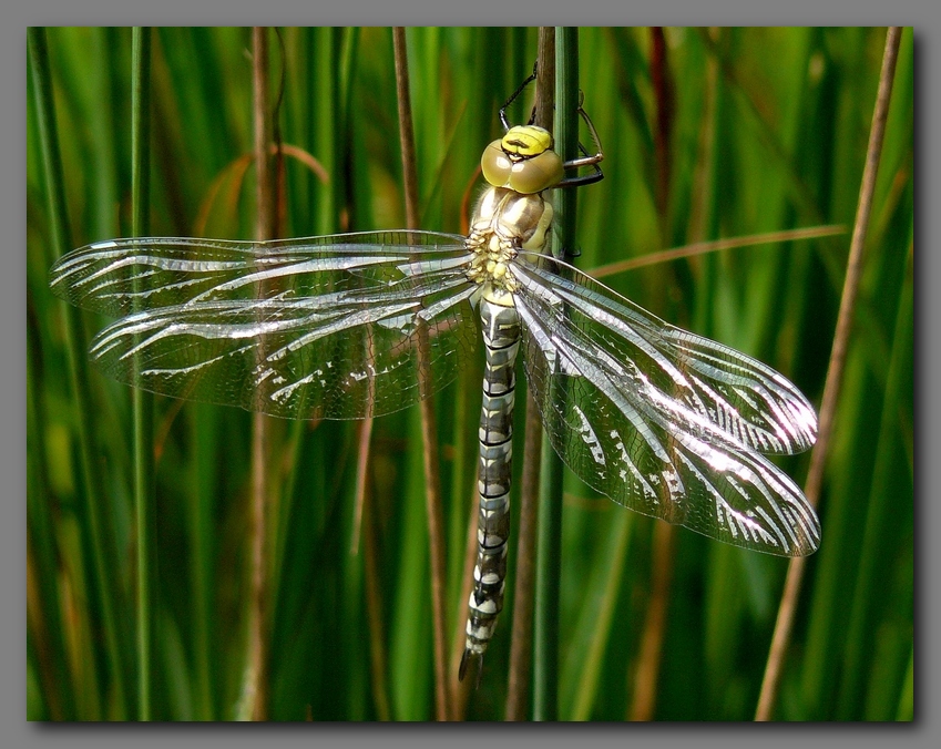 Southern hawker teneral female