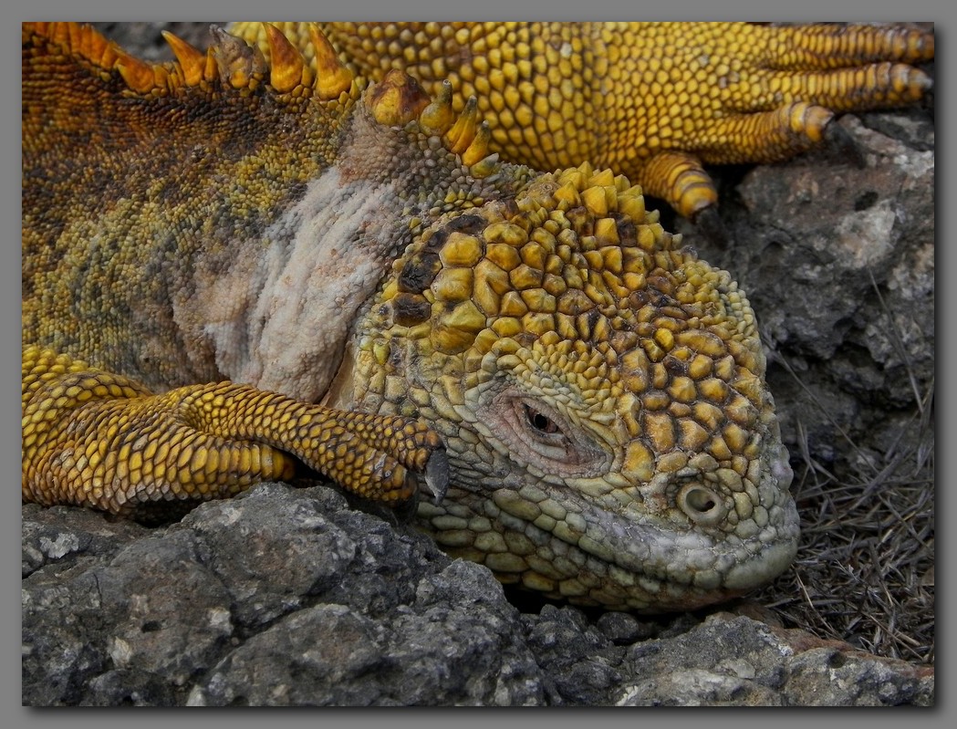 DSCN3459 land iguana. S.plaza island.jpg