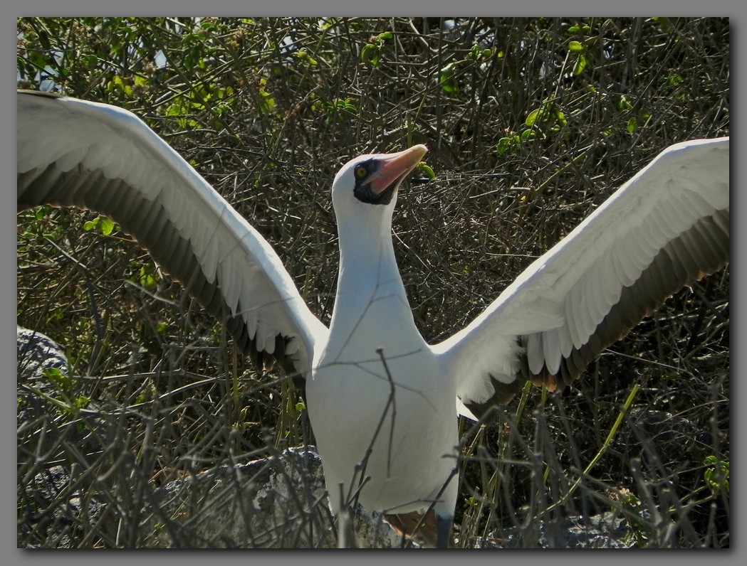 DSCN3750 Nazca booby wings.jpg