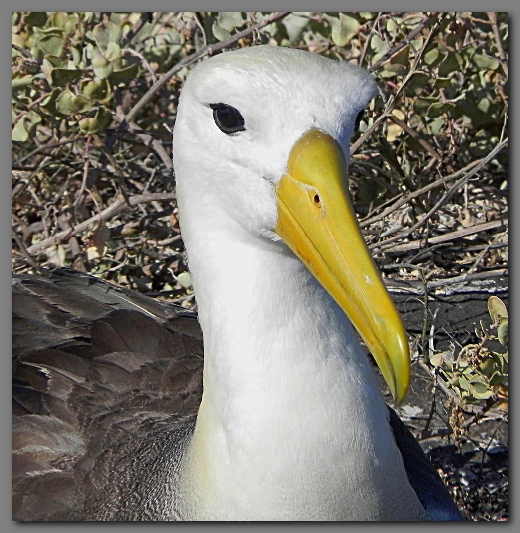 DSCN3815  Waved albatross head.jpg