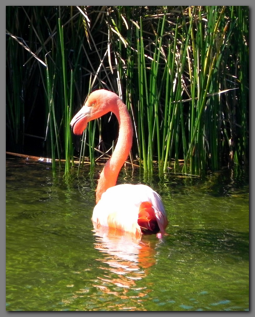 DSCN4041 Flamingo on Floreana.jpg