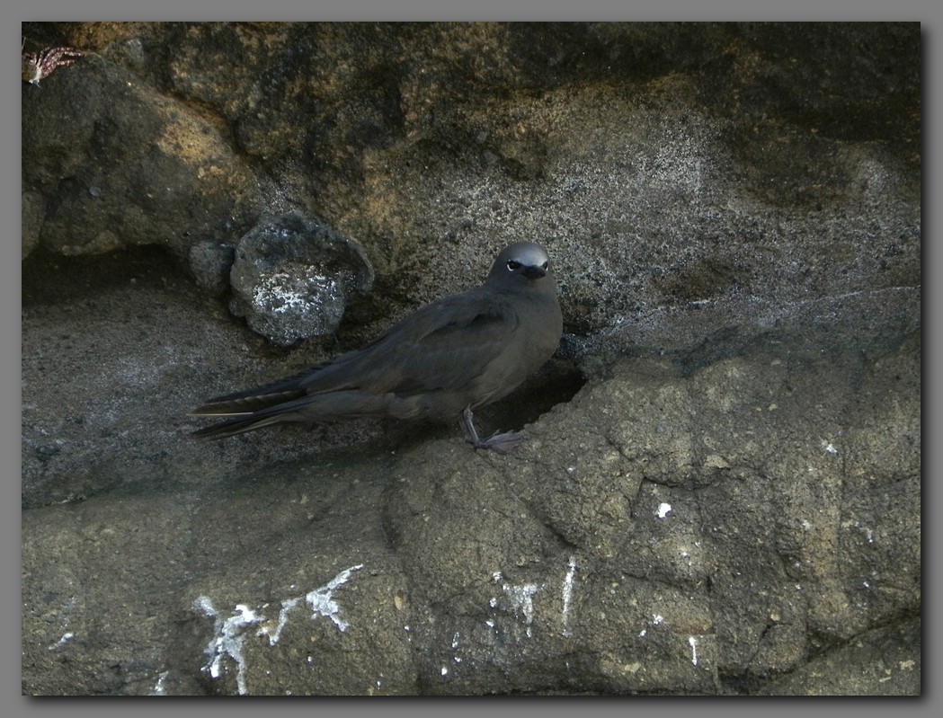 DSCN4099 Brown noddy. Tagus cove Isabella island.jpg