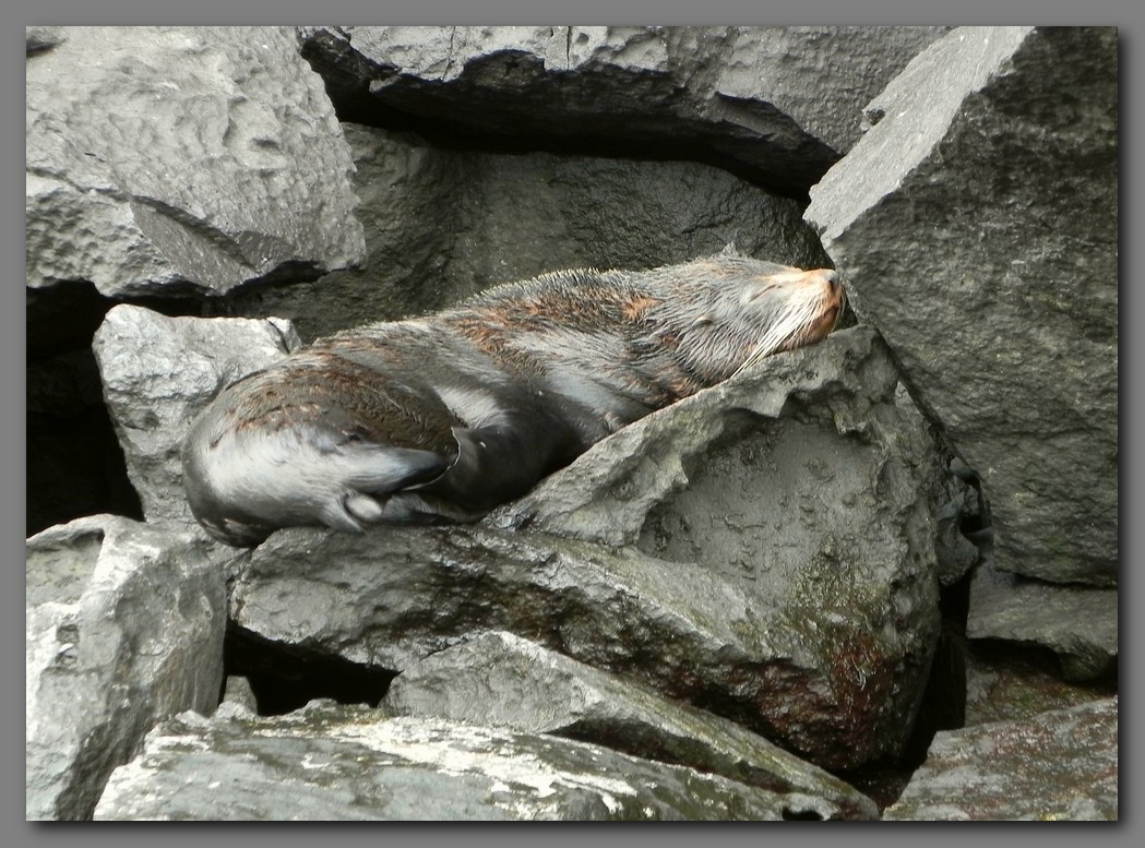 DSCN4272  Galapogos fur seal. Genevesa island.jpg