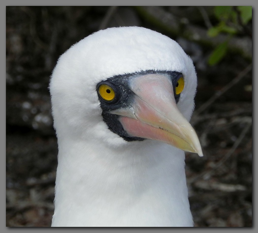 DSCN4335 Nazca booby head.jpg