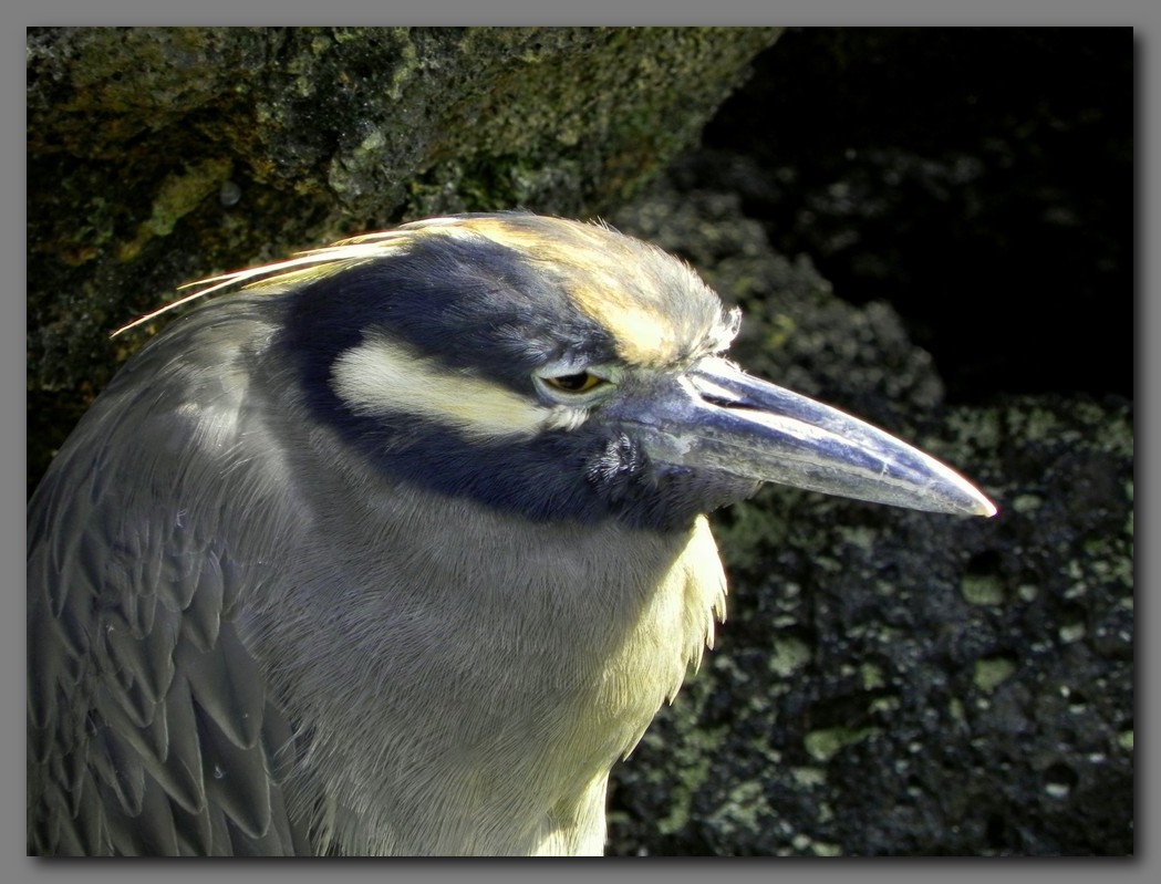 DSCN4440 Yellow crowned night heron head.jpg