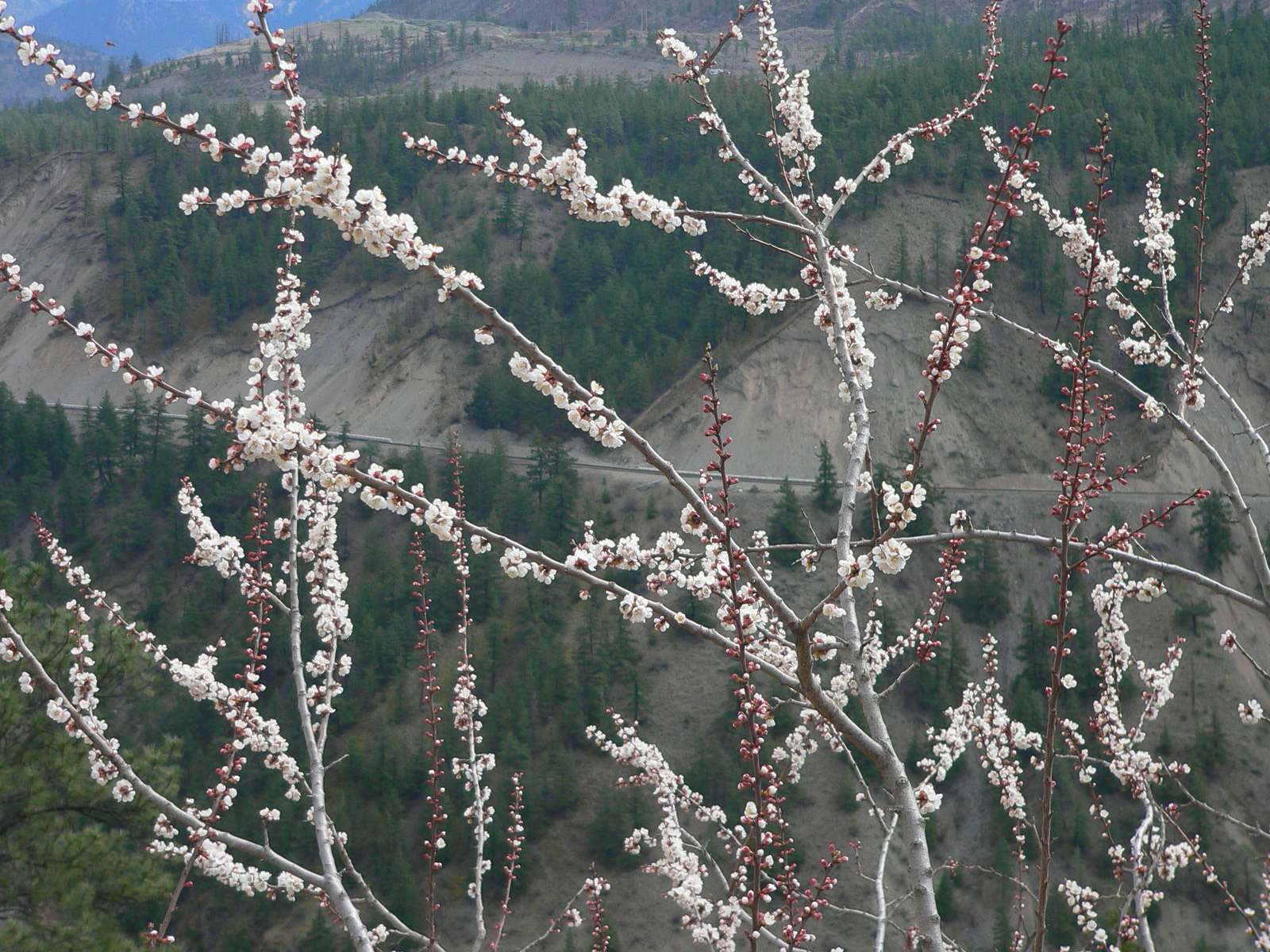 Cherry blossoms.jpg