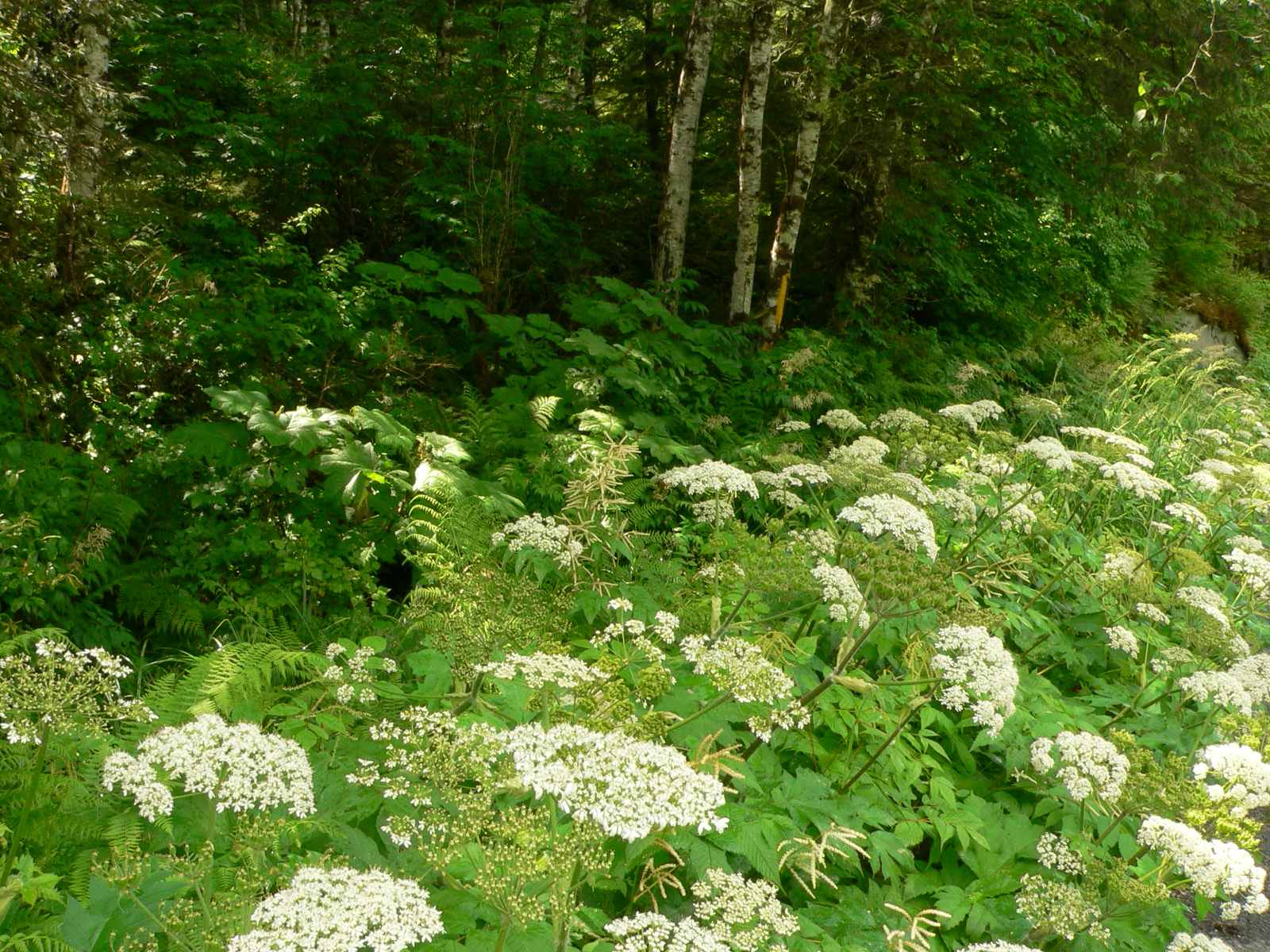 Cow parsnip.jpg