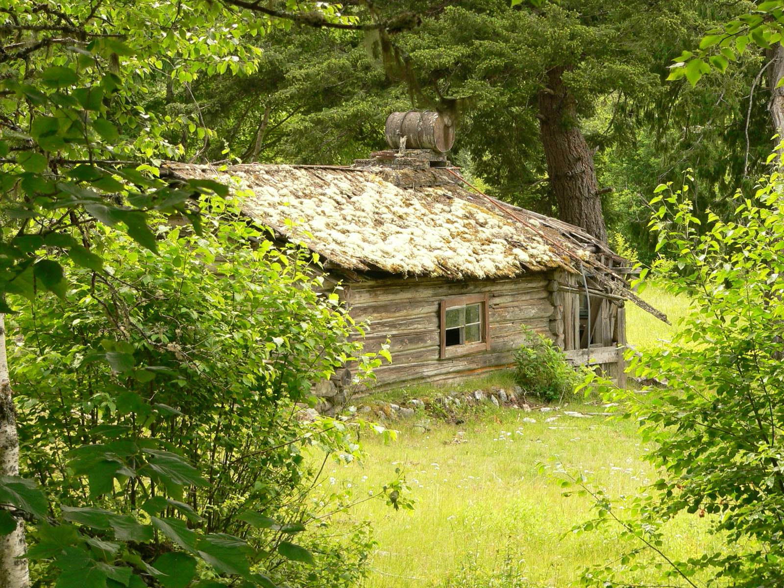 Mossy cabin near Bella Coola,B.C.