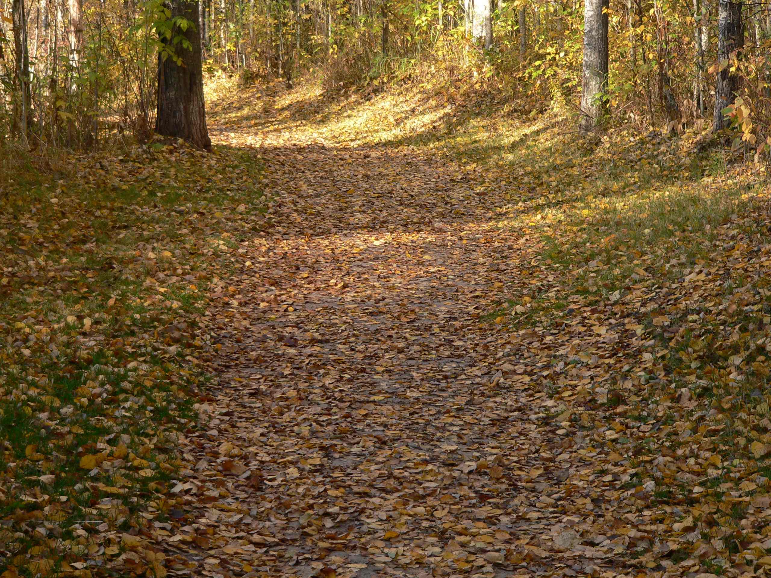 Leafy path.jpg