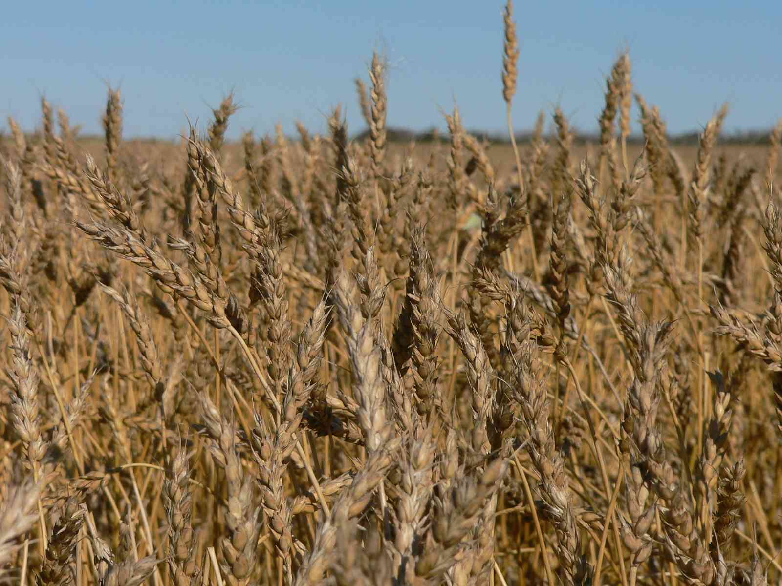 Wheat.jpg