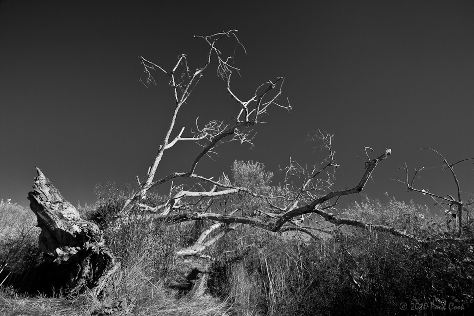 Fallen Tree, Madrona Marsh