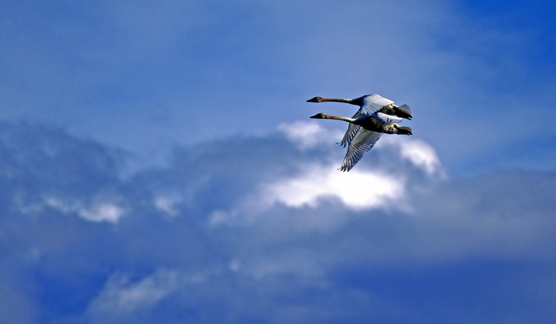 65-10 SWANS .jpg
