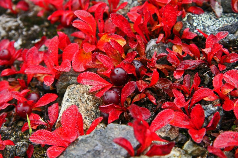 Wolverine_07Sep2008_ 059_Bearberry [800x600].jpg