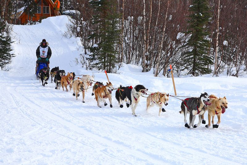 Iditarod37_Willow_08Mar2009_ 046_RayRedingtonJr.JPG