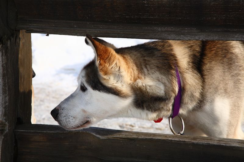 Iditarod_ANC_DogReturn_12Mar2009_ 018.JPG