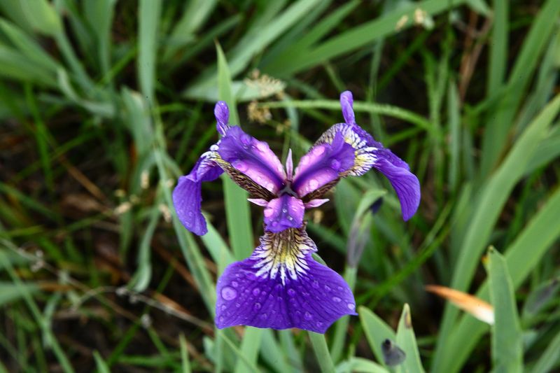 Eklutna_WildIris_and_12Jun2009_ 006.JPG