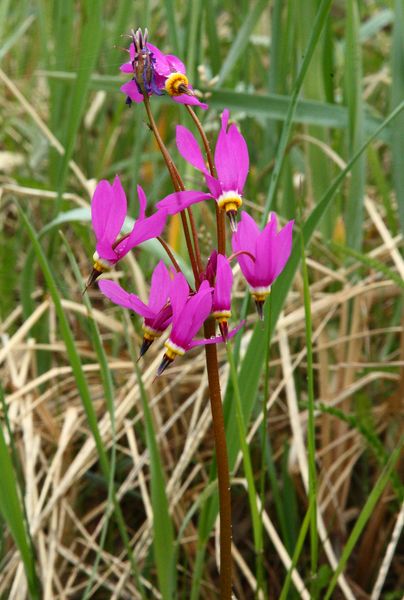 Eklutna_WildIris_and_12Jun2009_ 017_ShootingStar.JPG